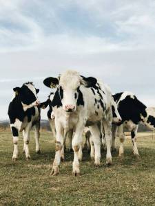 Vache-Holstein_a-Unsplash