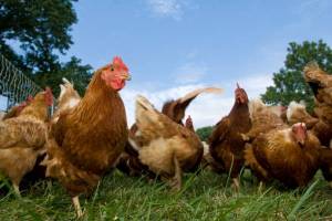 Trade-off-between-immunocompetence-behaviour-and-production-in-laying-hens.jpg
