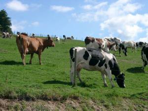 L-apprentissage-des-eleveurs-vers-une-gestion-agroecologique-de-la-sante-des-troupeaux.jpg